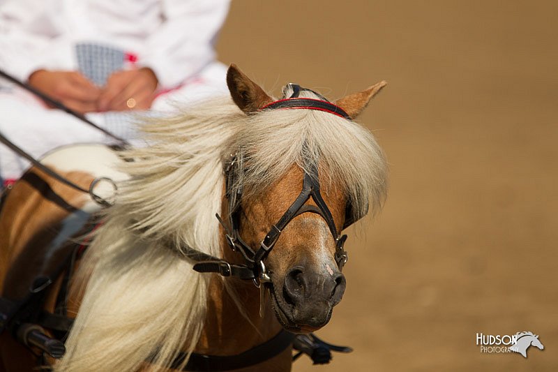 4H-2nd-Show-11_1095.jpg