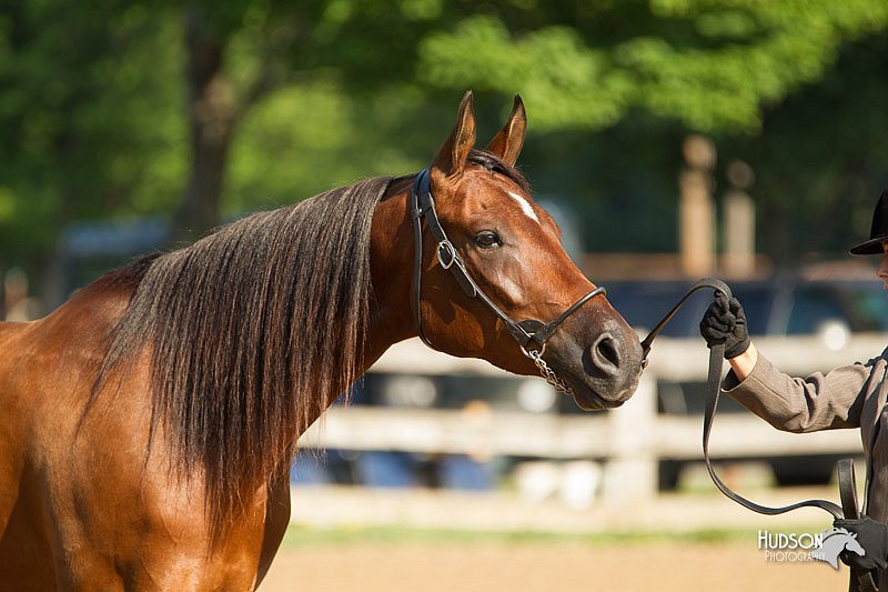 4H-2nd-Show-11_0820.jpg