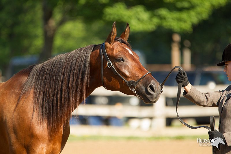 4H-2nd-Show-11_0821.jpg