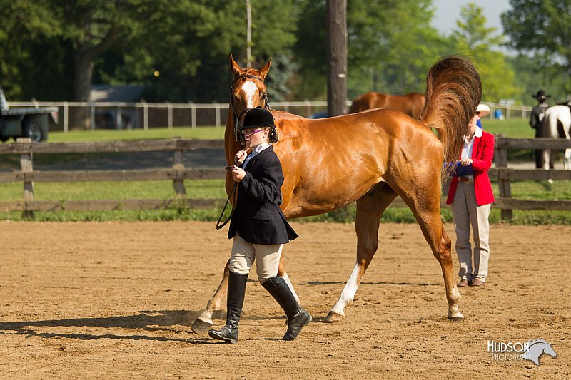 4H-2nd-Show-11_0845.jpg