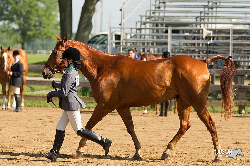 4H-2nd-Show-11_0862.jpg