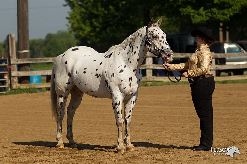 4H-2nd-Show-11_0906.jpg