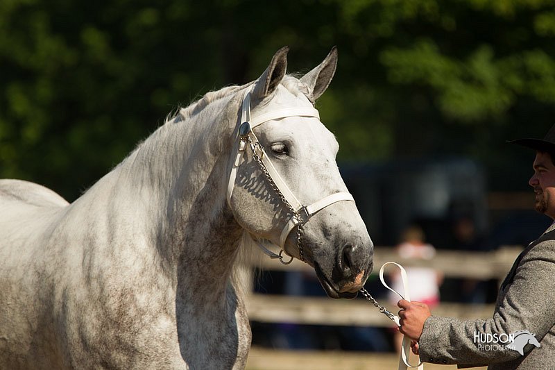 4H-2nd-Show-11_0919.jpg