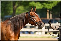 4H-2nd-Show-11_0820.jpg