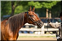 4H-2nd-Show-11_0821.jpg