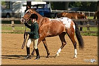 4H-2nd-Show-11_0826.jpg