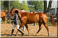 4H-2nd-Show-11_0863.jpg