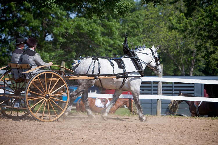 4H-Fun-Show-060912-232.JPG