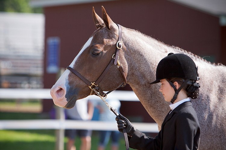 4H-Fun-Show-060912-124.JPG