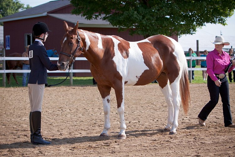 4H-Fun-Show-060912-039.JPG