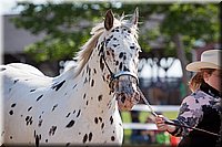 4H-Fun-Show-060912-076.JPG