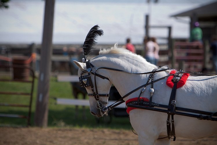 4H-Fun-Show-060912-202.JPG