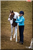 4H-State-12-0226.jpg