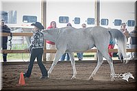 4H-District-15-0810.jpg