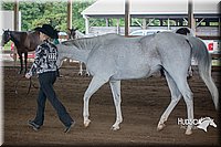 4H-District-15-0819.jpg