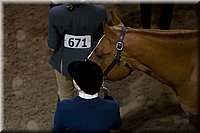 4H-State-2016-1155.jpg