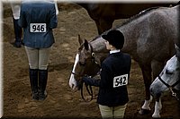 4H-State-2016-1156.jpg