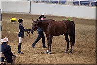 4H-State-2016-1218.jpg