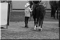 4H-State-2016-1414.jpg