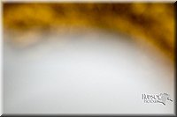 LCF2013-1659.jpg
