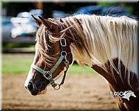 LCFAIR14-3173.jpg