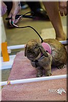 LCFAIR14-2222.jpg