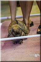 LCFAIR14-2226.jpg
