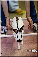 LCFAIR14-2295.jpg