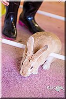 LCFAIR14-2336.jpg