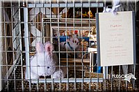 LCFAIR14-0369.jpg