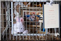 LCFAIR14-0371.jpg