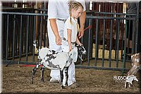 LCFAIR15-0797.jpg
