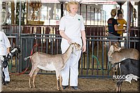LCFAIR15-0825.jpg