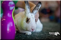 LCFAIR15-7791.jpg