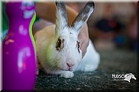 LCFAIR15-7792.jpg