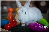 LCFAIR15-7809.jpg