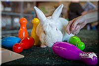 LCFAIR15-7810.jpg