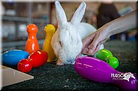 LCFAIR15-7811.jpg