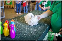 LCFAIR15-7813.jpg