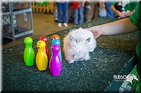 LCFAIR15-7815.jpg