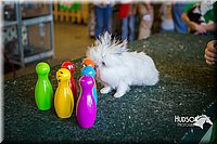 LCFAIR15-7816.jpg