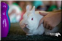 LCFAIR15-7832.jpg