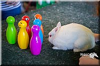 LCFAIR15-7833.jpg