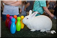 LCFAIR15-7880.jpg