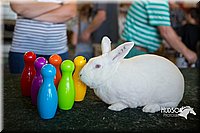 LCFAIR15-7881.jpg
