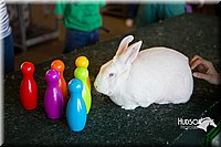 LCFAIR15-7884.jpg