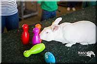 LCFAIR15-7887.jpg