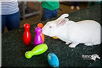 LCFAIR15-7888.jpg