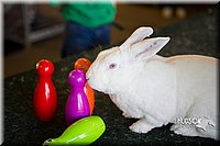 LCFAIR15-7890.jpg