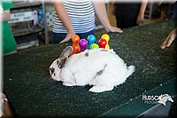 LCFAIR15-7898.jpg